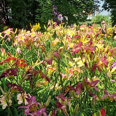 Photo of Daylilies (Hemerocallis) uploaded by Ahead