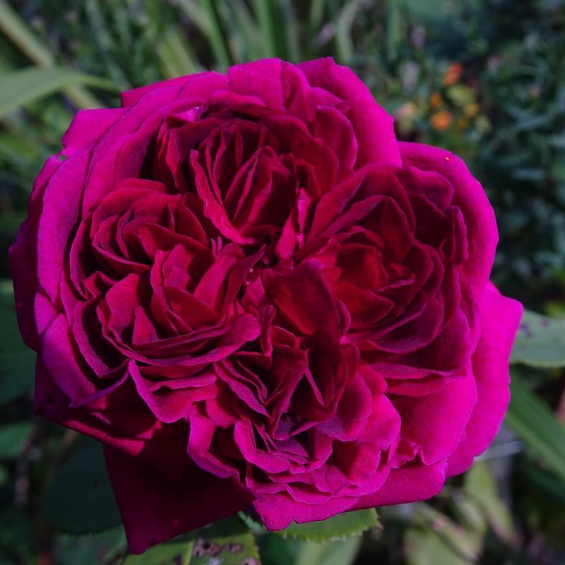 Photo of Rose (Rosa 'William Shakespeare') uploaded by Orsola