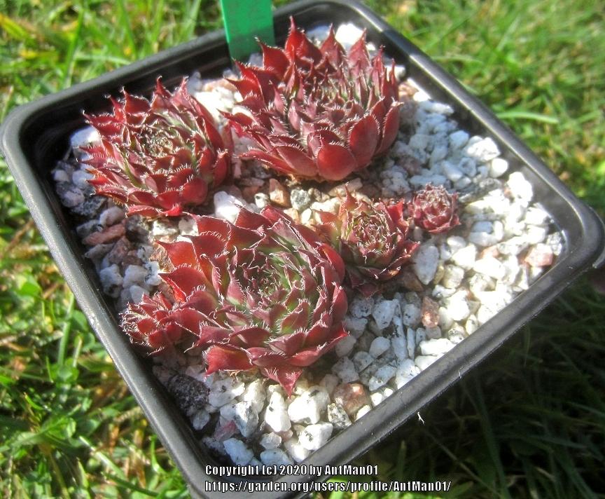 Photo of Hen and Chicks (Sempervivum 'Nachtmelodie') uploaded by AntMan01