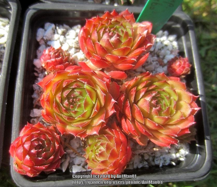 Photo of Hen and Chick (Sempervivum 'Limbo') uploaded by AntMan01