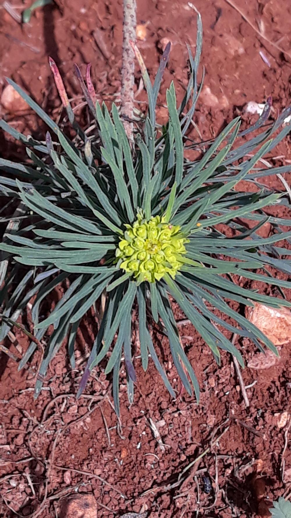 Photo of Cypress Spurge (Euphorbia cyparissias) uploaded by skopjecollection