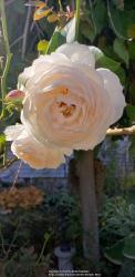Thumb of 2020-10-11/Cottage_Rose/c66d6a