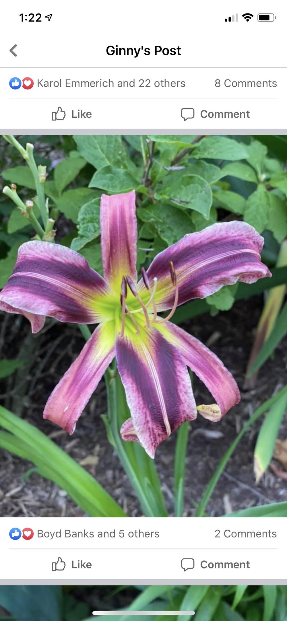 Photo of Daylily (Hemerocallis 'Starman's Quest') uploaded by Legalily