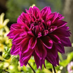 Location: Dahlia Hill, Midland, Michigan
Date: 2019-10-05
This dark magenta dahlia looks best surrounded by lighter blooms.