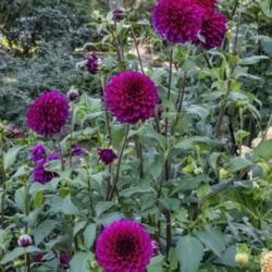 Location: Dahlia Hill, Midland, Michigan
Date: 2019-09-26
The purple color is more apparent in the shade.  Full sun makes t