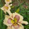 Line out of divisions at Blue Ridge Daylilies Display Beds