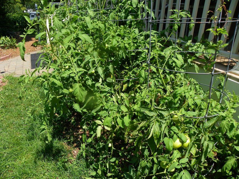 Photo of Tomato (Solanum lycopersicum 'Early Girl') uploaded by Newyorkrita