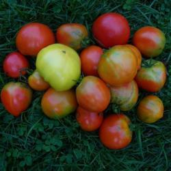 Location: Long Island, NY 
Date: 2017-05-29
mix of tomatoes