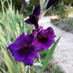 Location: Botanical Garden, Faculty of Scence, Zagreb, Croatia
Date: 2020-07-15
Gladiolus Grandiflorus series 'Purple Flora'
