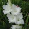 Gladiolus x gandavensis 'Ivory Priscilla'