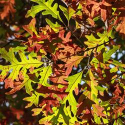 Location: Forest Hill Cemetery, Ann Arbor, Michigan
Date: 2020-10-11
Oak leaves beginning to turn (white oak, Quercus alba)