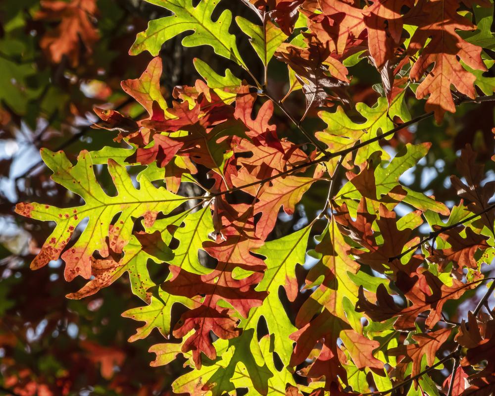 Photo of White Oak (Quercus alba) uploaded by arctangent