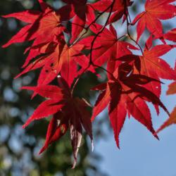 Location: Forest Hill Cemetery, Ann Arbor, Michigan
Date: 2020-10-11
Unknown cultivar of Acer palmatum, seen in fall, with back lighti