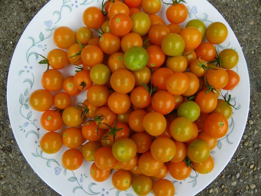 Photo of Tomato (Solanum lycopersicum 'Sungold') uploaded by Newyorkrita