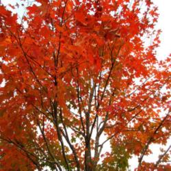 Location: Toronto, Ontario
Date: 2020-10-10
Red Maple (Acer rubrum).