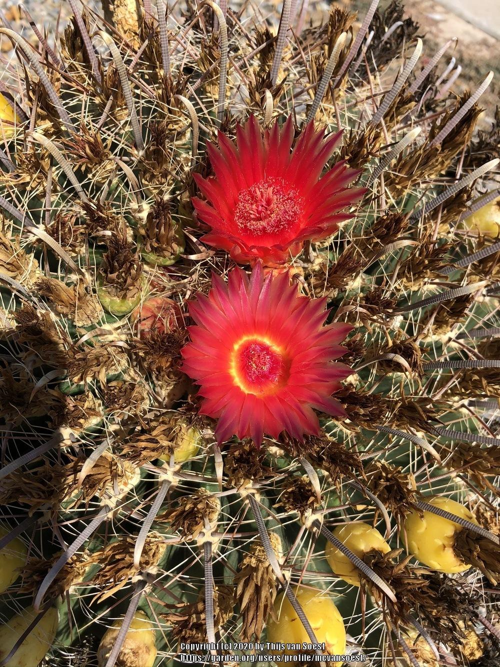 Photo of Arizona Barrel Cactus (Ferocactus wislizeni) uploaded by mcvansoest