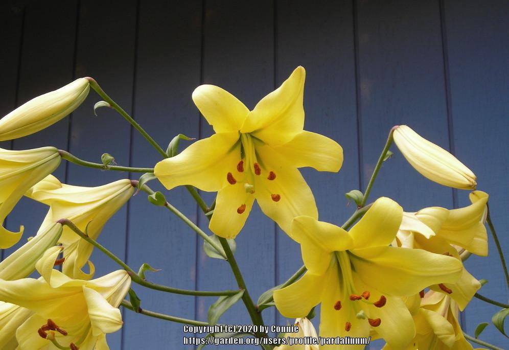 Photo of Lily (Lilium Goldsmith Group) uploaded by pardalinum