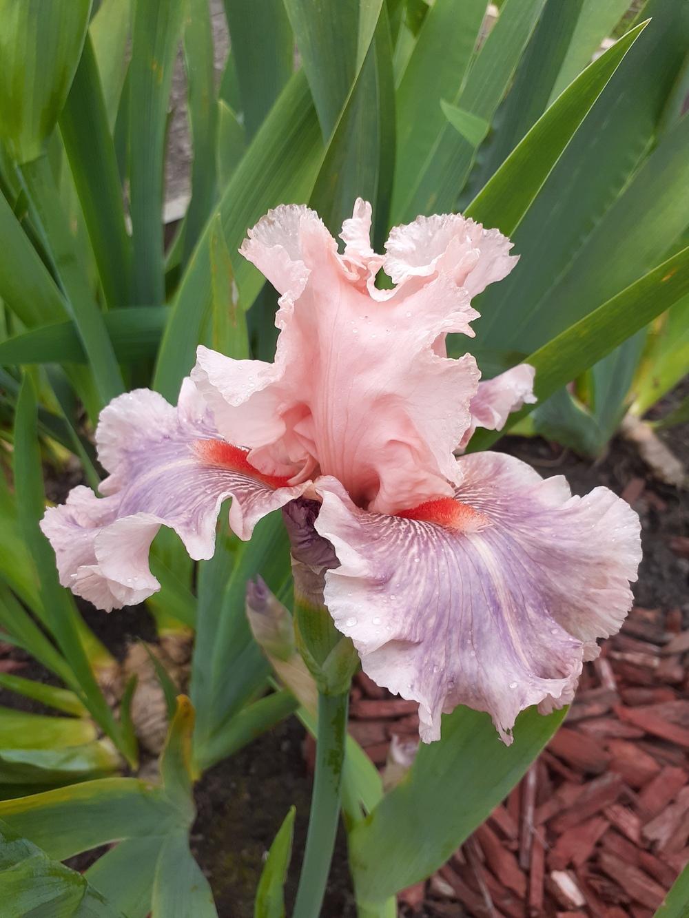 Photo of Tall Bearded Iris (Iris 'Sweet Kisses') uploaded by PaulaHocking