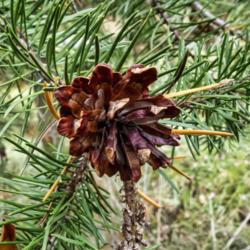 Location: Matthaei Botanical Gardens, Ann Arbor
Date: 2020-10-14
A few Jack Pine cones, like this one, open without the stress of 
