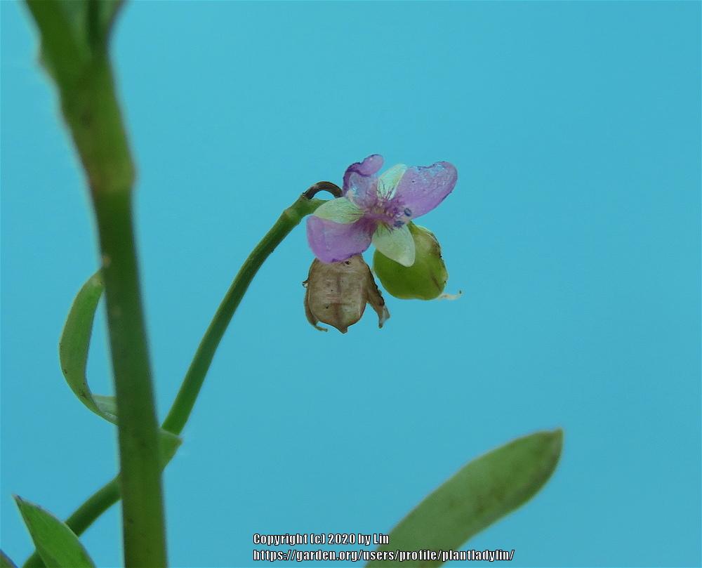 Photo of Dayflower (Commelina) uploaded by plantladylin