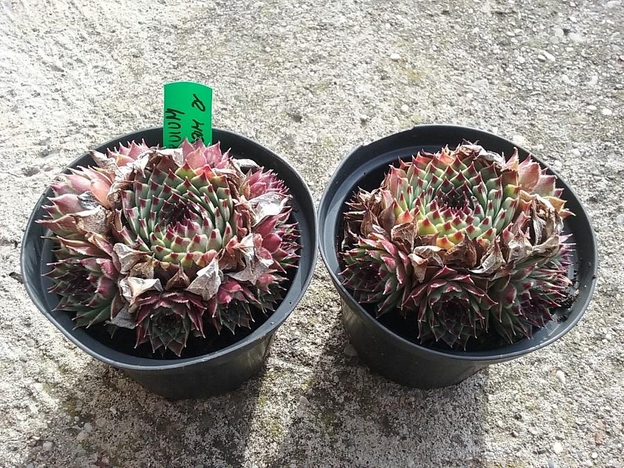 Photo of Hen and Chicks (Sempervivum calcareum) uploaded by Lucius93