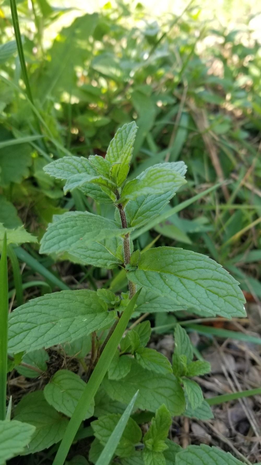 Photo of Spearmint (Mentha spicata) uploaded by ManateeEssex