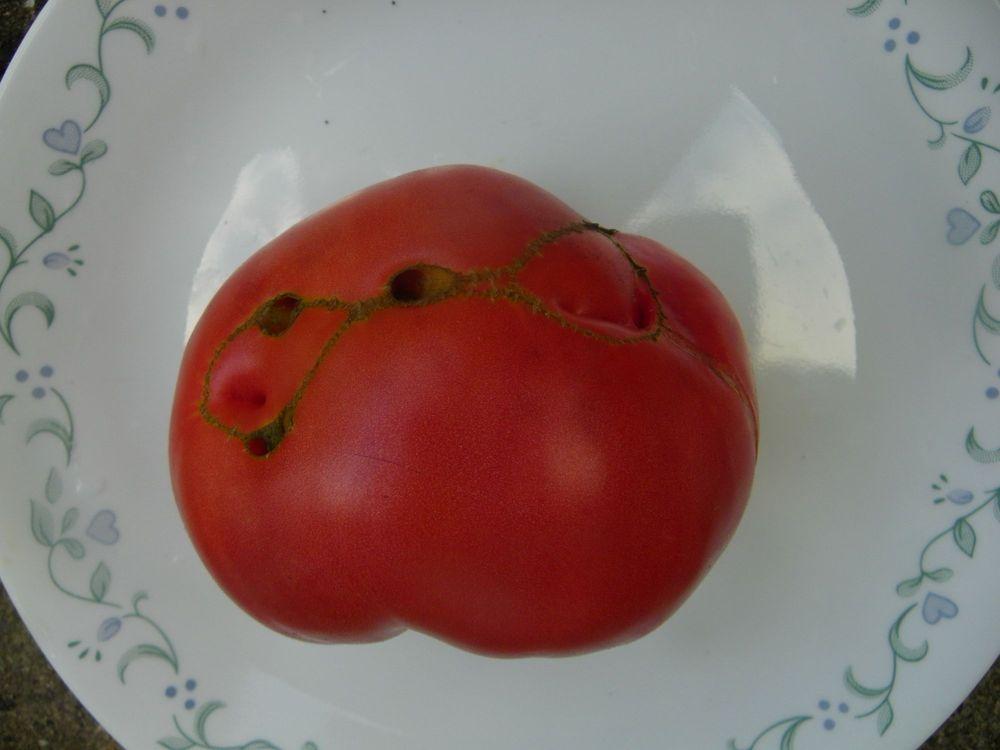 Photo of Tomato (Solanum lycopersicum 'Virginia Sweets') uploaded by Newyorkrita