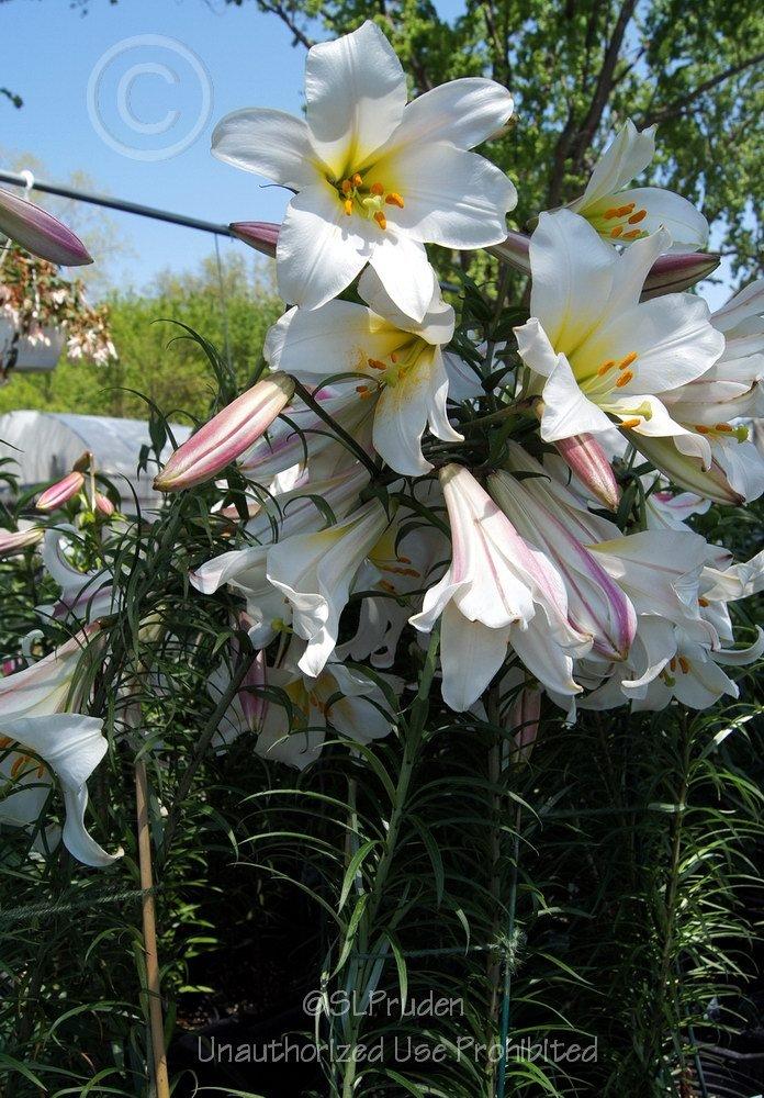 Photo of Regal Lily (Lilium regale) uploaded by DaylilySLP