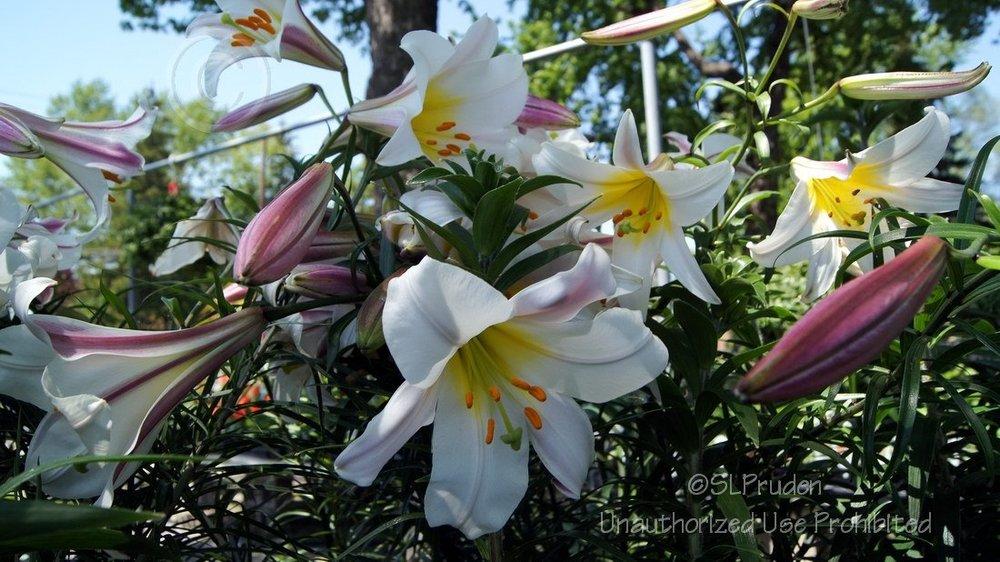 Photo of Regal Lily (Lilium regale) uploaded by DaylilySLP