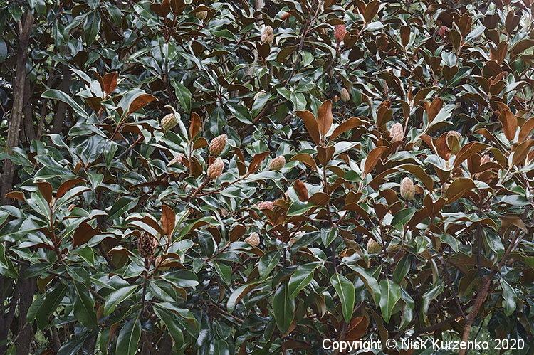 Photo of Southern Magnolia (Magnolia grandiflora) uploaded by Nick_Kurzenko