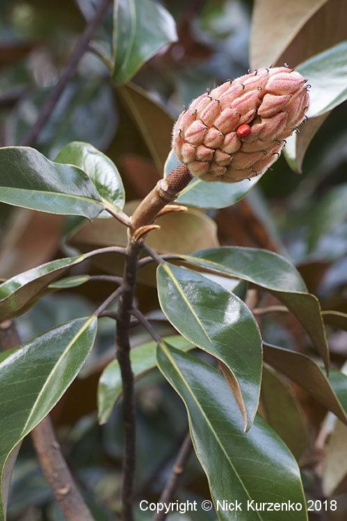 Photo of Southern Magnolia (Magnolia grandiflora) uploaded by Nick_Kurzenko