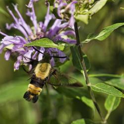 Location: Prairie Restoration at Secor Metro Park, Toledo, Ohio
Date: 2012-07-09
Wild Bergamot, visited by a Clearwing or Hummingbird Moth.  #inse
