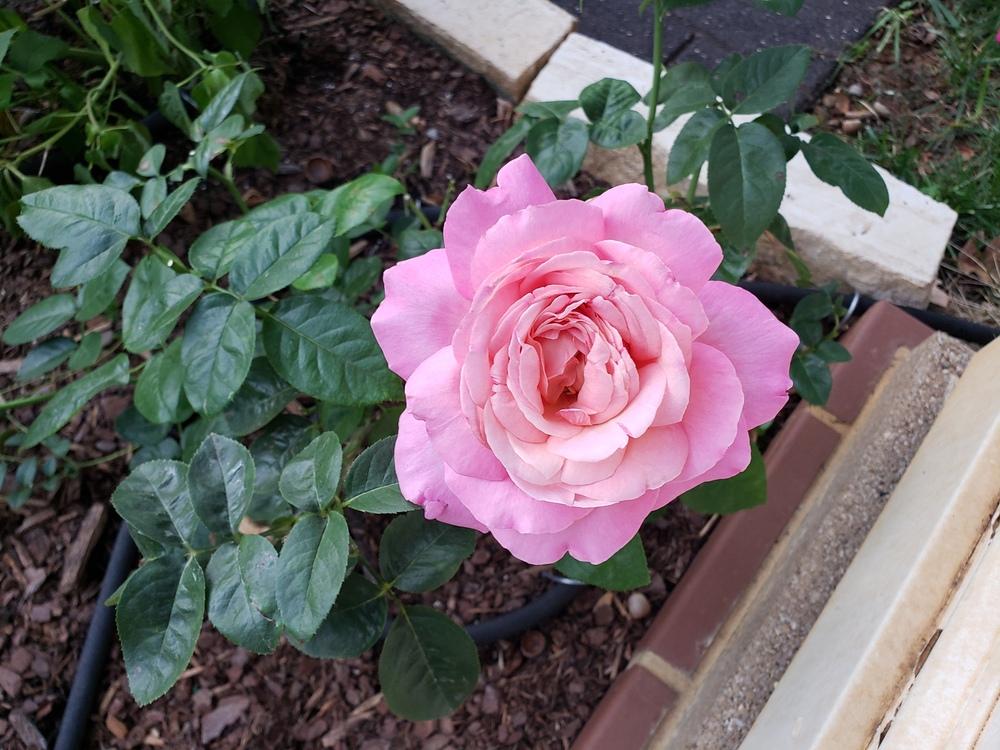 Photo of Rose (Rosa 'Chicago Peace') uploaded by LindsayG