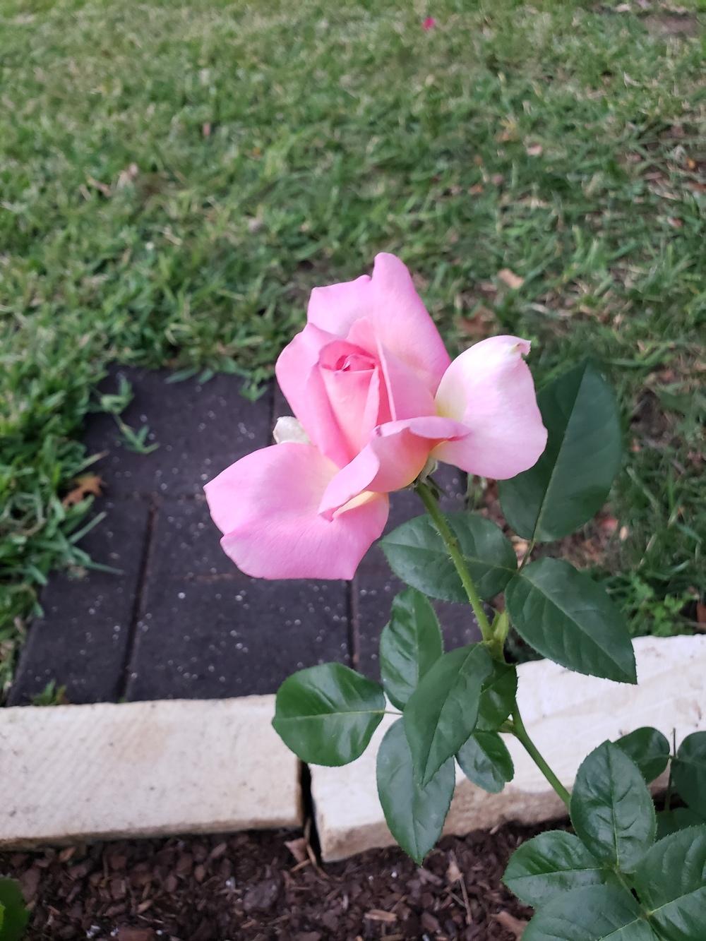 Photo of Rose (Rosa 'Chicago Peace') uploaded by LindsayG