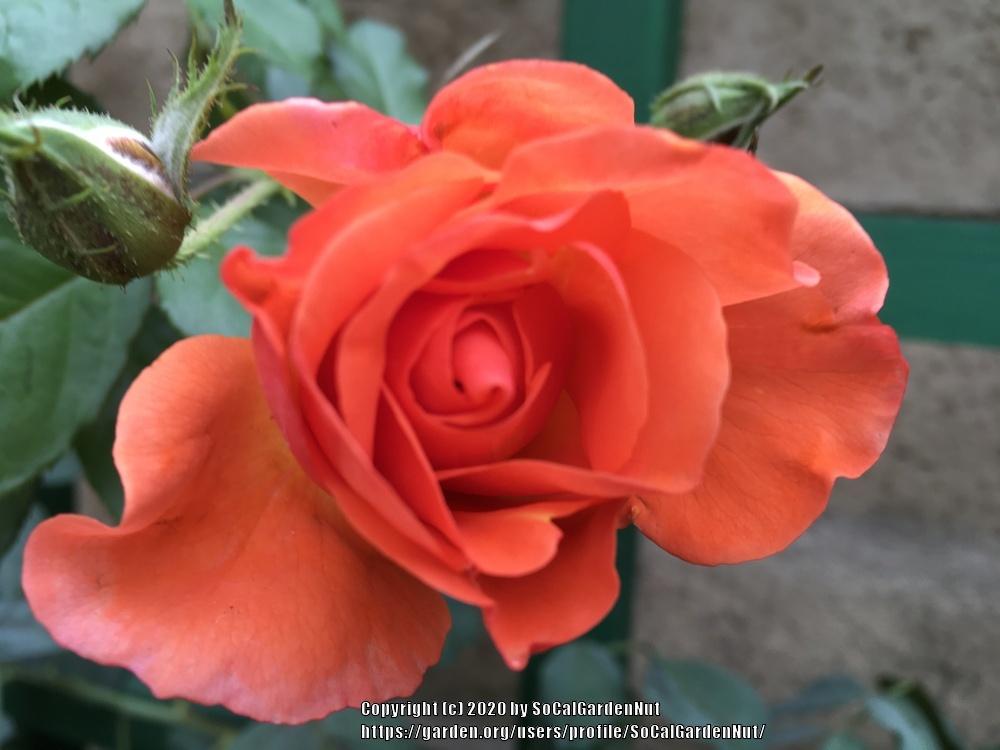 Photo of Rose (Rosa 'Westerland') uploaded by SoCalGardenNut