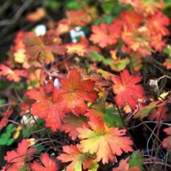 Location: Fieldstone Gardens Inc., Vassalboro, Maine, USA
Date: 2020-10-16
Fantastic fall colors.