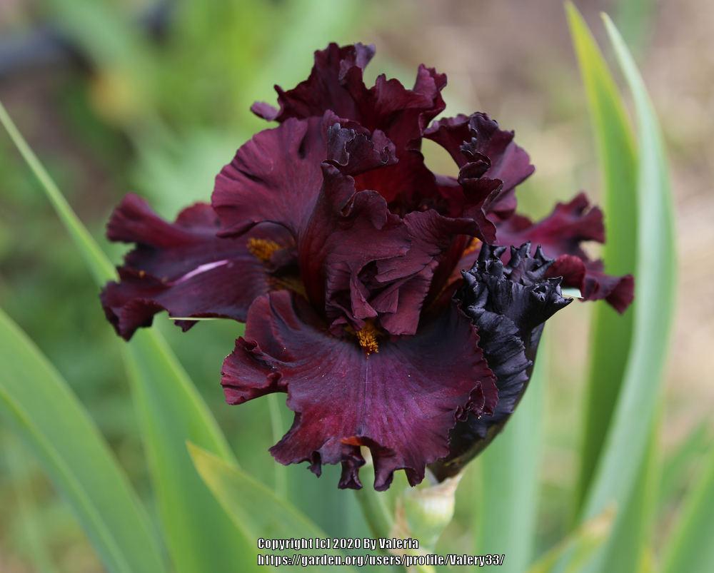 Photo of Tall Bearded Iris (Iris 'Cardinal Rule') uploaded by Valery33