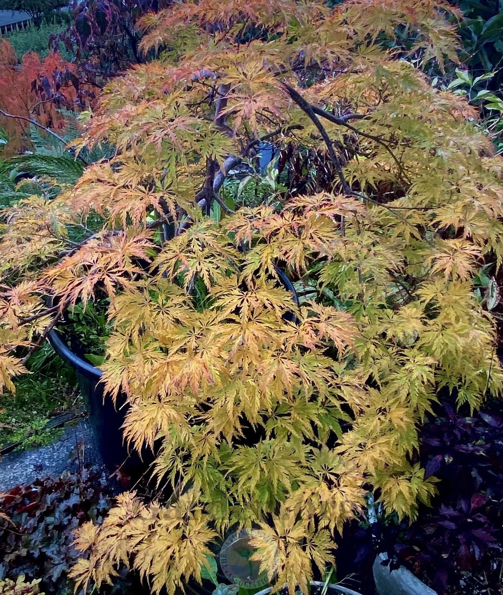 Photo of Japanese Maple (Acer palmatum 'Green Filigree') uploaded by springcolor