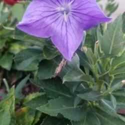 Location: My Front Garden
Date: 2020-07-16
Sentimental Blue Bloom