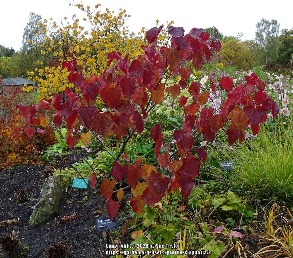 Photo of Eastern Redbud (Cercis canadensis 'Forest Pansy') uploaded by kniphofia
