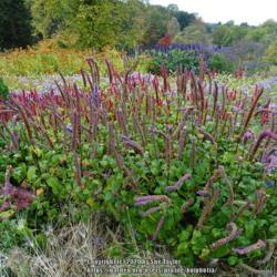 Location: RHS Harlow Carr, Yorkshire, UK
Date: 2020-10-17