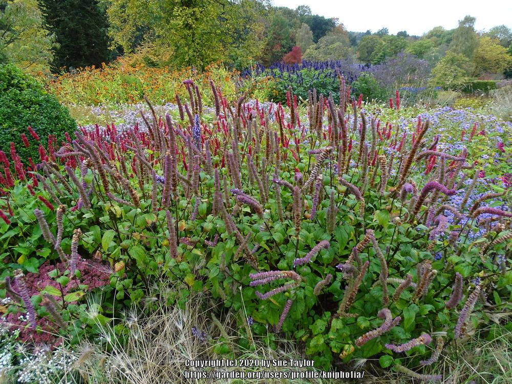 Photo of Anise Hyssop (Agastache 'Black Adder') uploaded by kniphofia