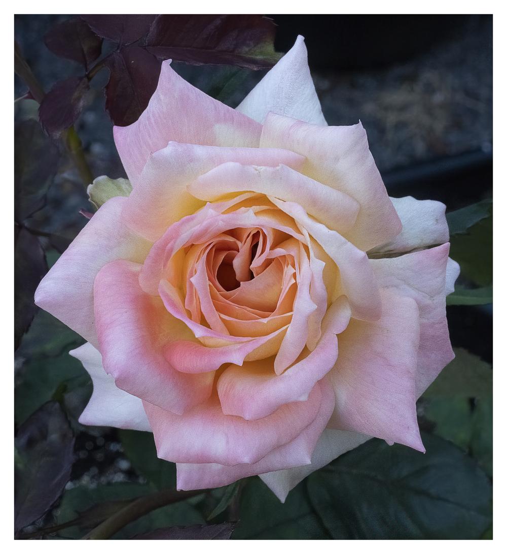 Photo of Rose (Rosa 'Glowing Peace') uploaded by kohala