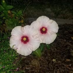 Location: Nashville, TN
Date: 2020-09-17
Double Blooms on my Hibiscus!