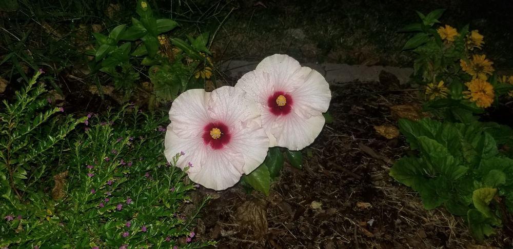 Photo of Tropical Hibiscuses (Hibiscus rosa-sinensis) uploaded by CrazyPlantCat