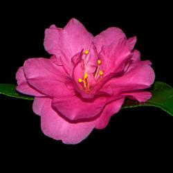 Location: Botanical Gardens of the State of Georgia...Athens, Ga
Date: 2020-10-21
Pink Camellia 023