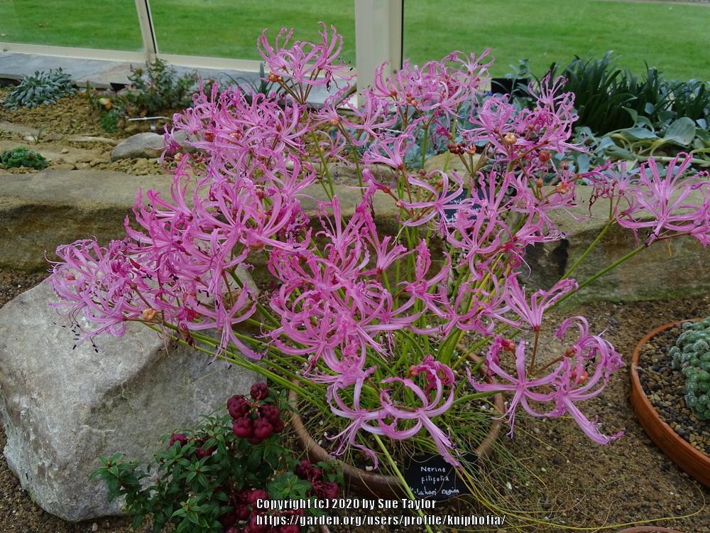 Photo of Guernsey Lily (Nerine filifolia) uploaded by kniphofia