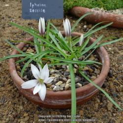 Location: RHS Harlow Carr alpine house, Yorkshire, UK
Date: 2020-10-17