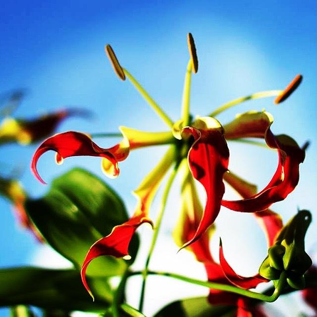 Photo of Gloriosa Lily (Gloriosa superba 'Rothschildiana') uploaded by BellaKelly