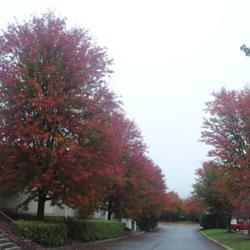 Location: Downingtown Pennsylvania
Date: 2020-10-22
trees in fall color along a road